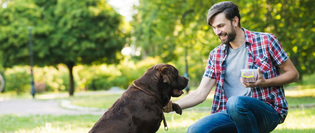 The Ultimate Guide to Keeping Your Pet Healthy and Happy - All 4s Paws