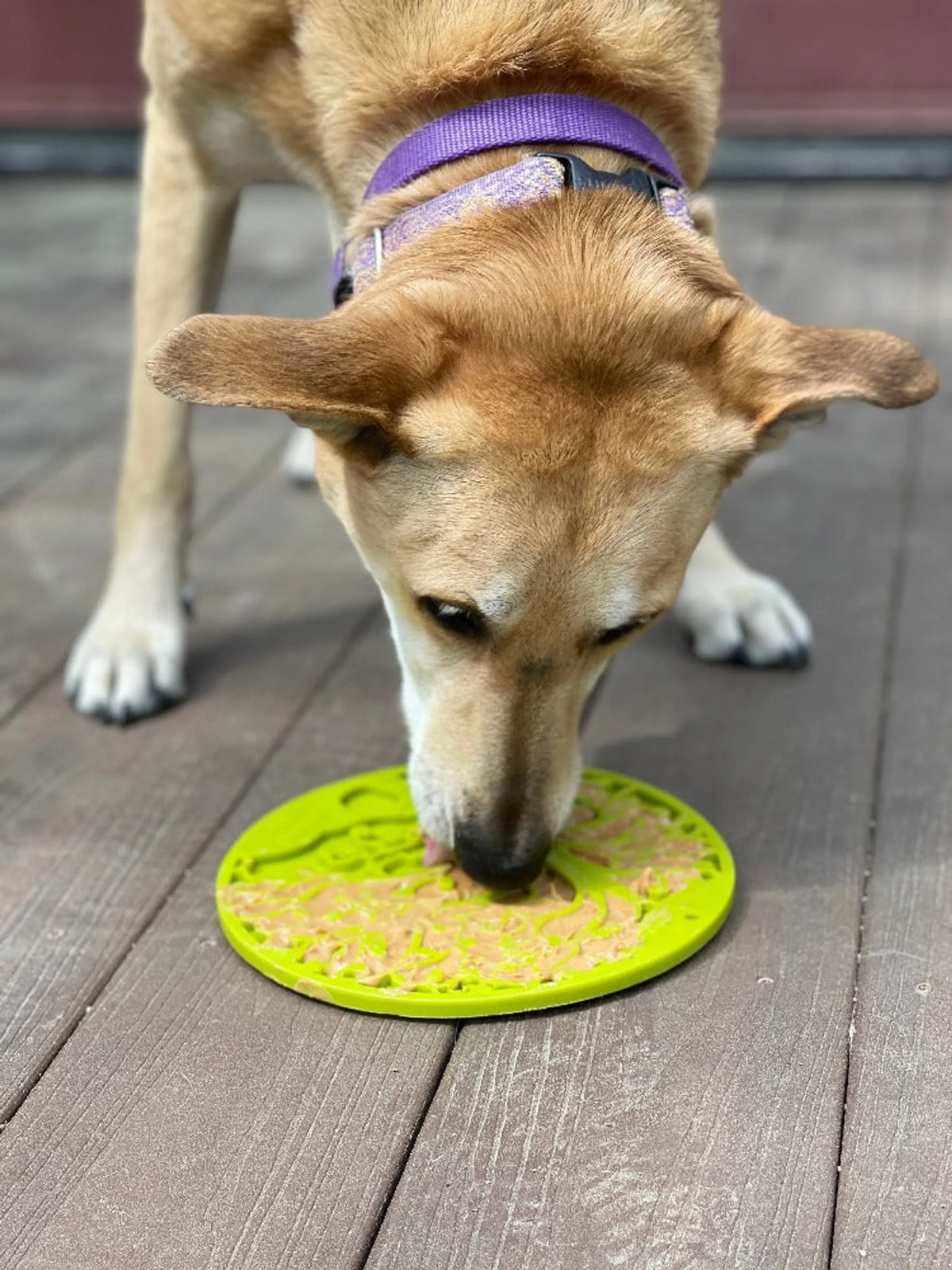 SodaPup Tree of Life Suction Lick Mat