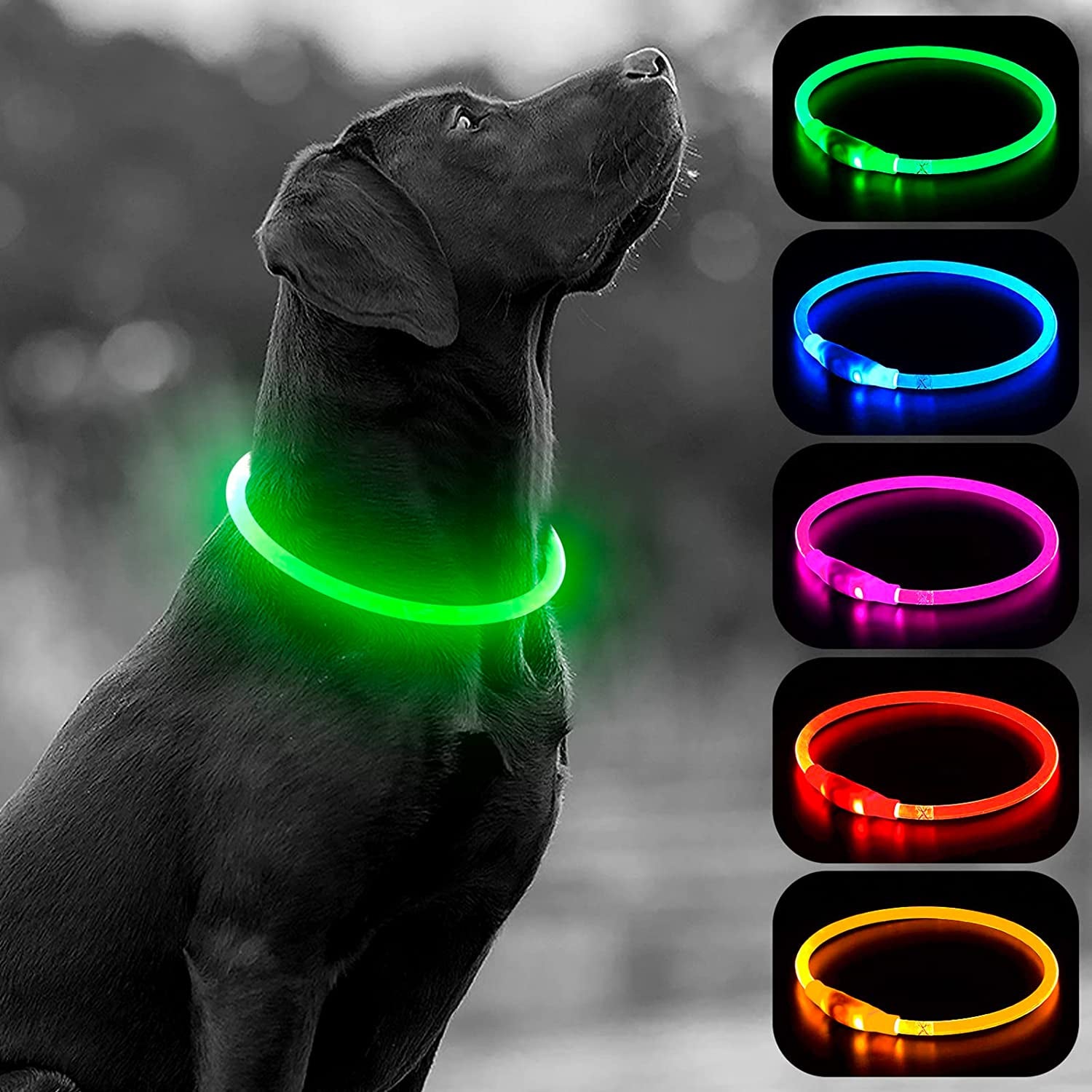 Green LED dog collar by All 4s Paws, USB rechargeable glow collar for night safety, suitable for pets and outdoor walks.